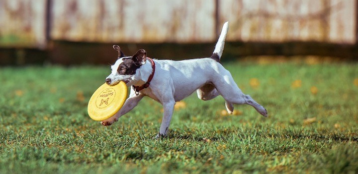 Frisbee personalizzati per cani: come renderli felici?