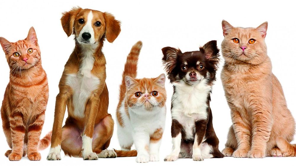 Gadget per animali: le migliori idee per fare contento il tuo pet